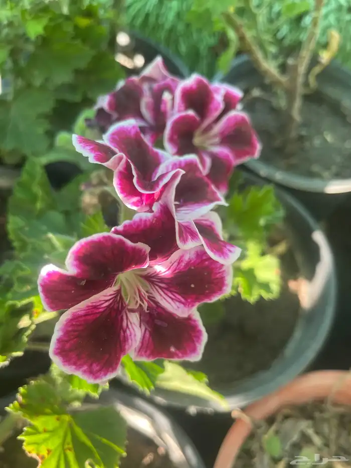 شتلات ورد و زهور و نباتات زينه 8