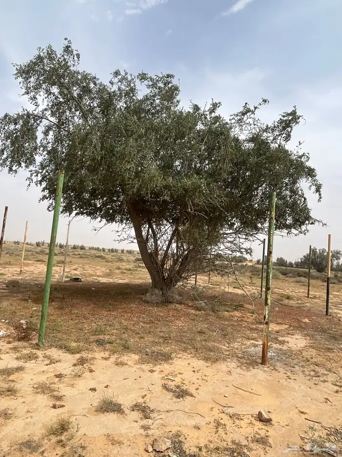 بذور سدر بالدي 0