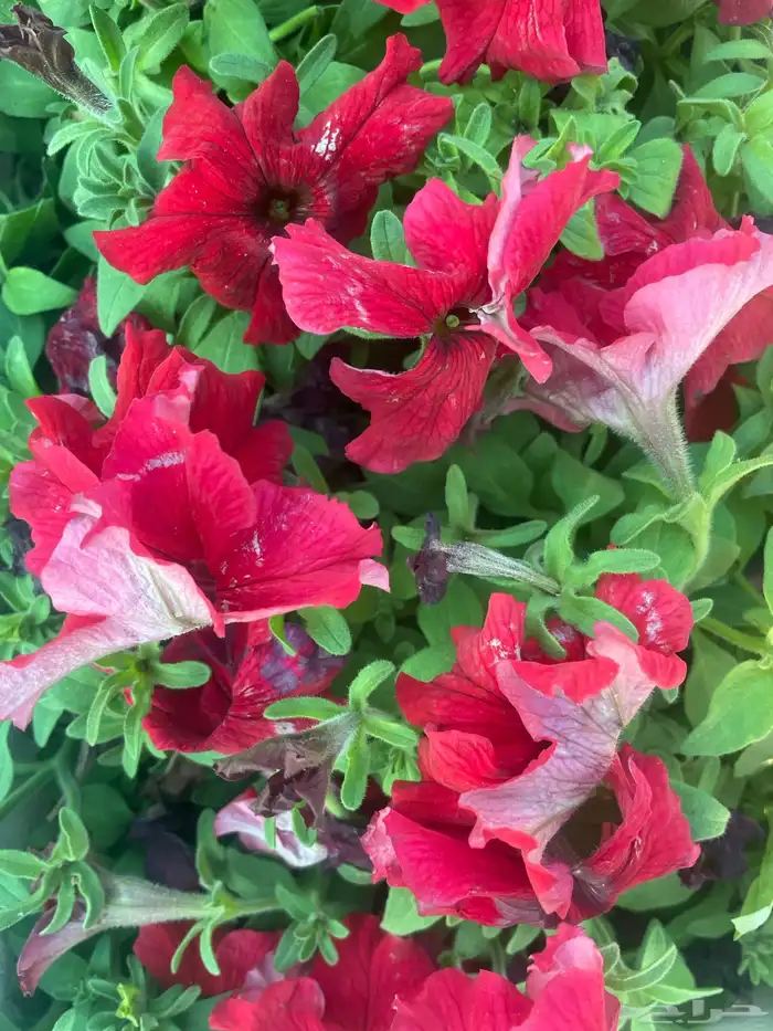 شتلات ورد و زهور و نباتات زينه 5