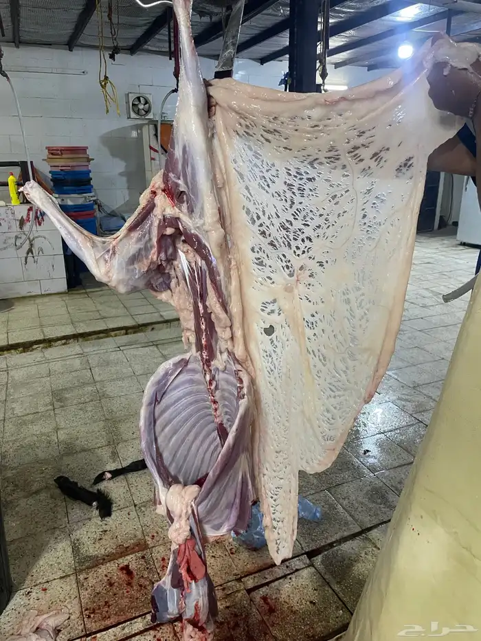 سواكن حمري تربيه ماشالله فل شحم ويتوفر طليان حريه نظيفه 1