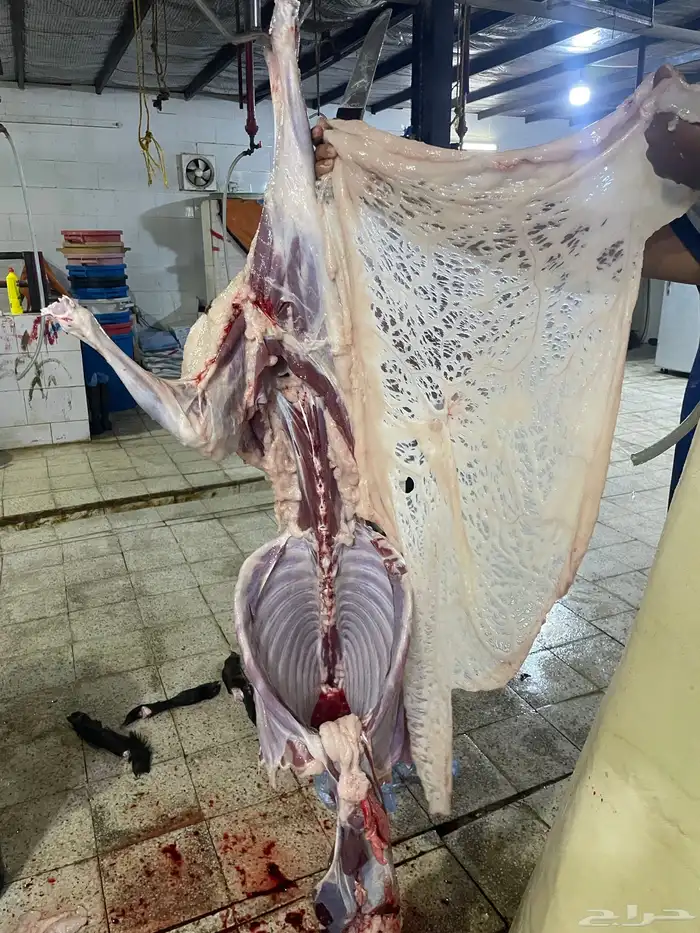 سواكن حمري تربيه ماشالله فل شحم ويتوفر طليان حريه نظيفه 2