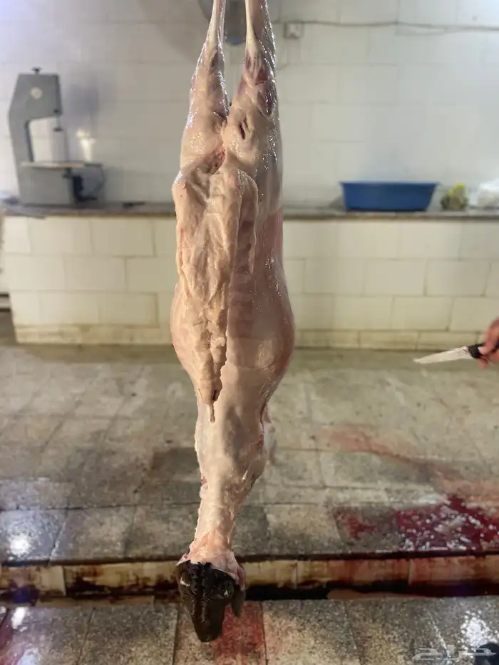 سواكن حمري تربيه ماشالله فل شحم ويتوفر طليان حريه نظيفه 9