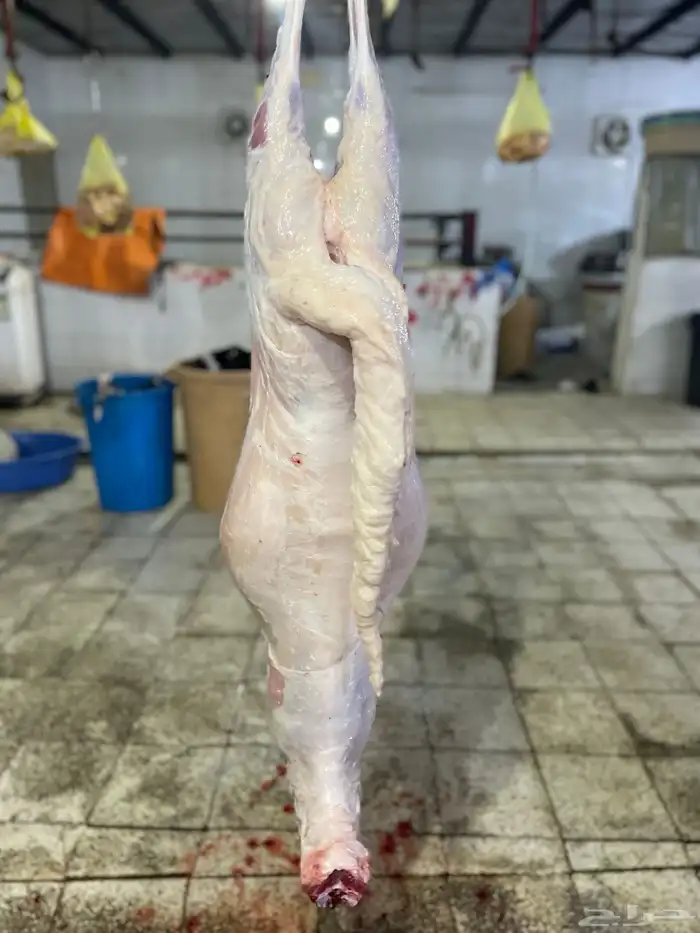 سواكن حمري تربيه ماشالله فل شحم ويتوفر طليان حريه نظيفه 6