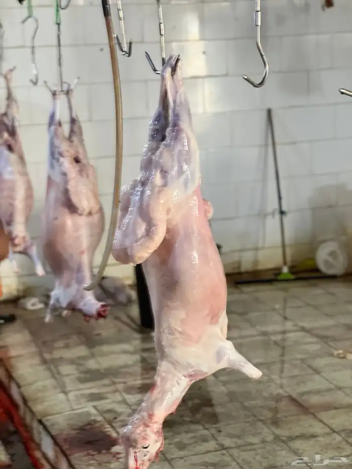 سواكن حمري تربيه ماشالله فل شحم ويتوفر طليان حريه نظيفه 8