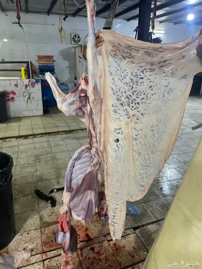 سواكن حمري تربيه ماشالله فل شحم ويتوفر طليان حريه نظيفه 0