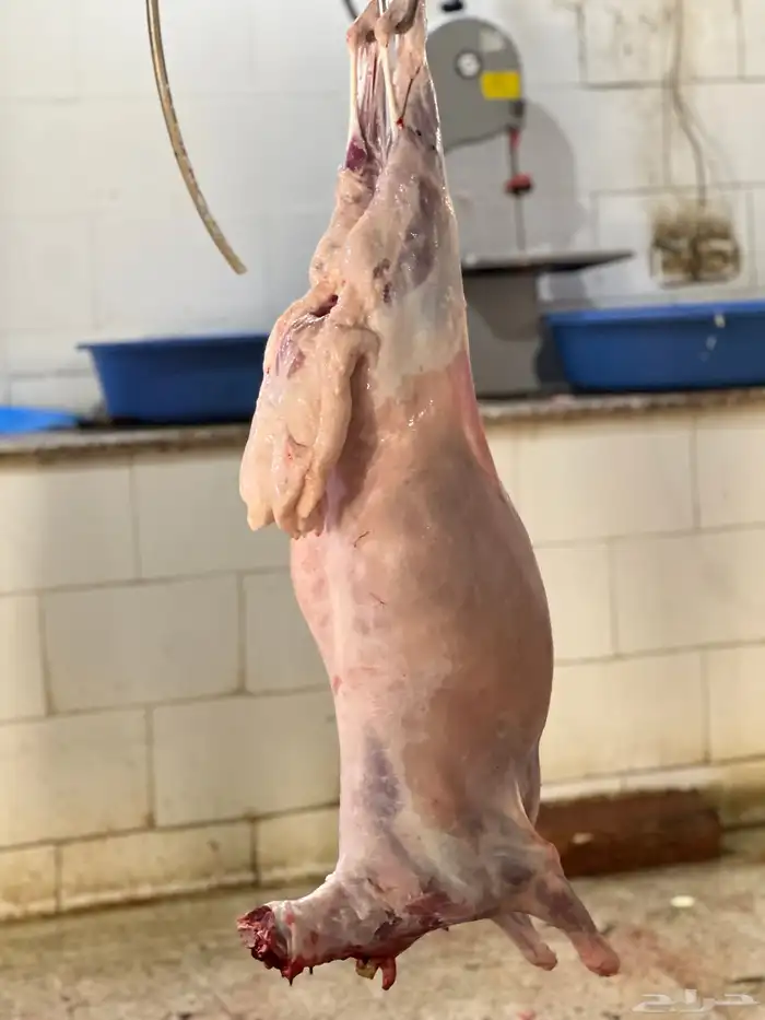 سواكن حمري تربيه ماشالله فل شحم ويتوفر طليان حريه نظيفه 11