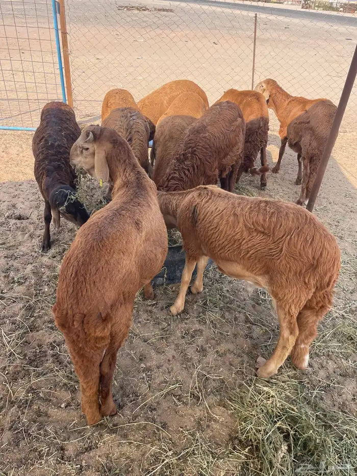 سواكن حمري تربيه ماشالله فل شحم ويتوفر طليان حريه نظيفه 3