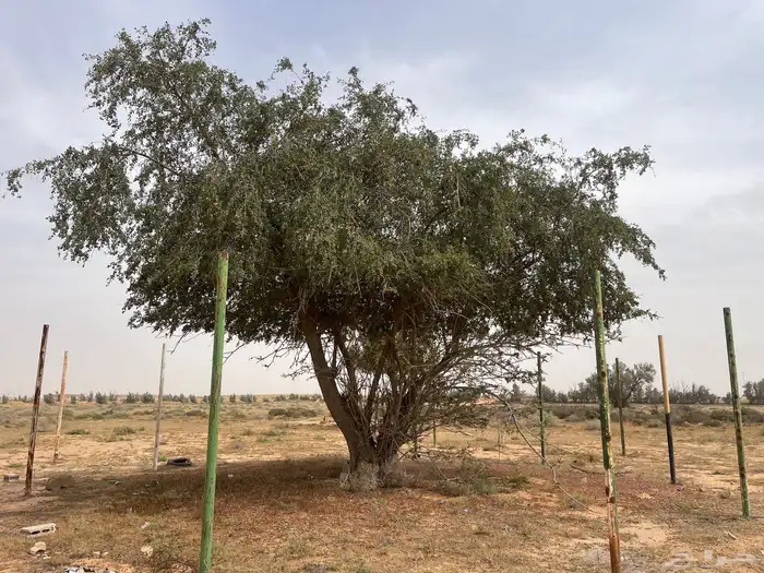 بذور سدر بالدي 1