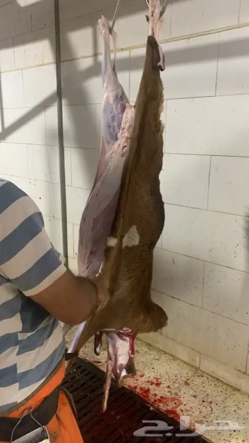 ذبائح سواكن تربايه ونظيفه و فاخر 2