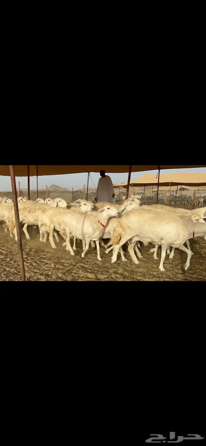 غنم حرش صنف دفيع 1