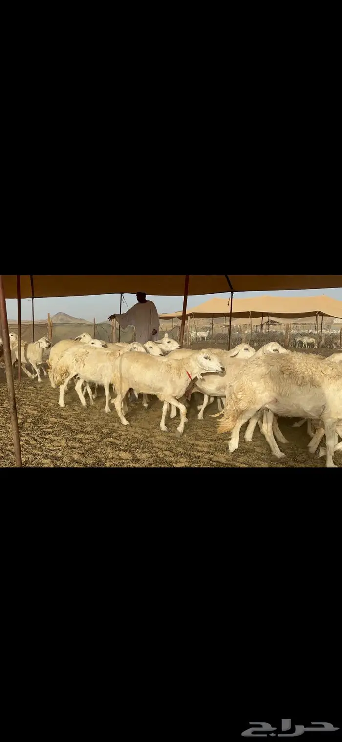 غنم حرش صنف دفيع 4