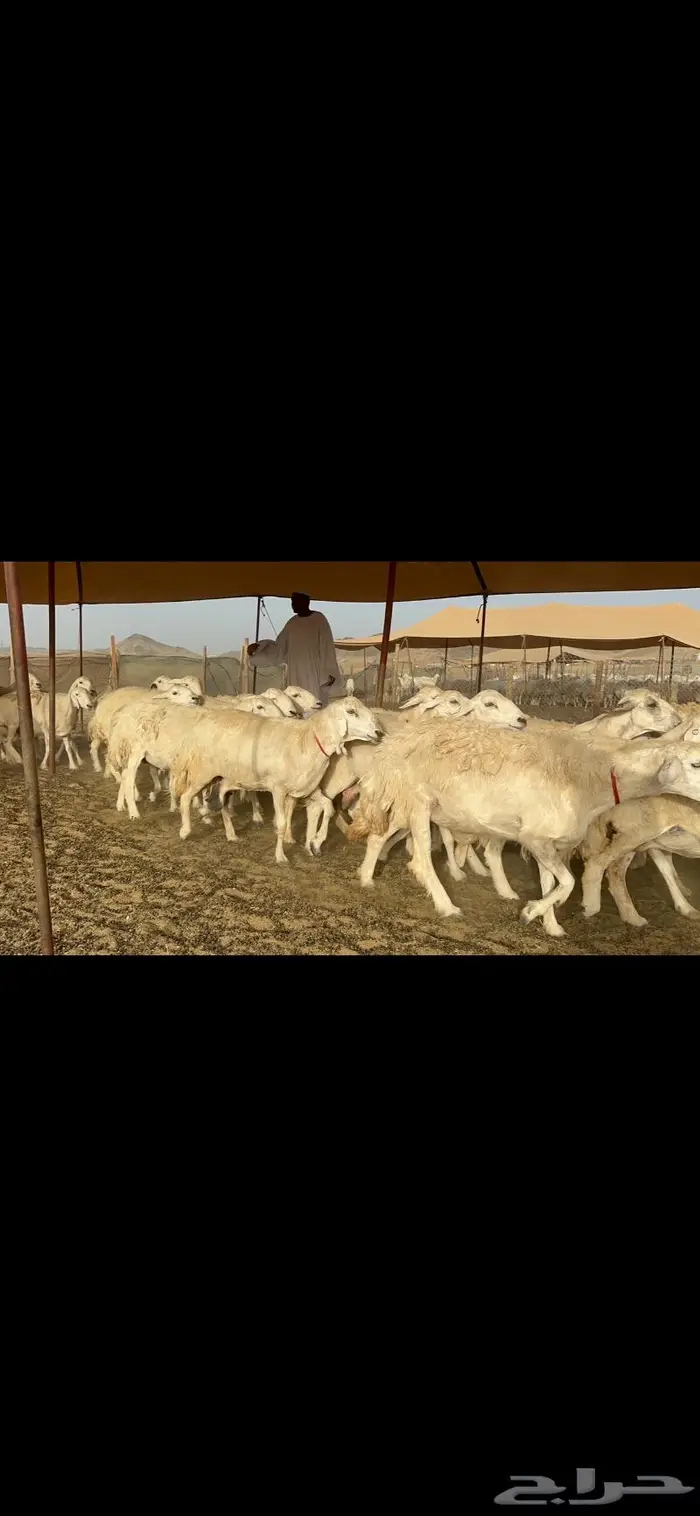 غنم حرش صنف دفيع 2