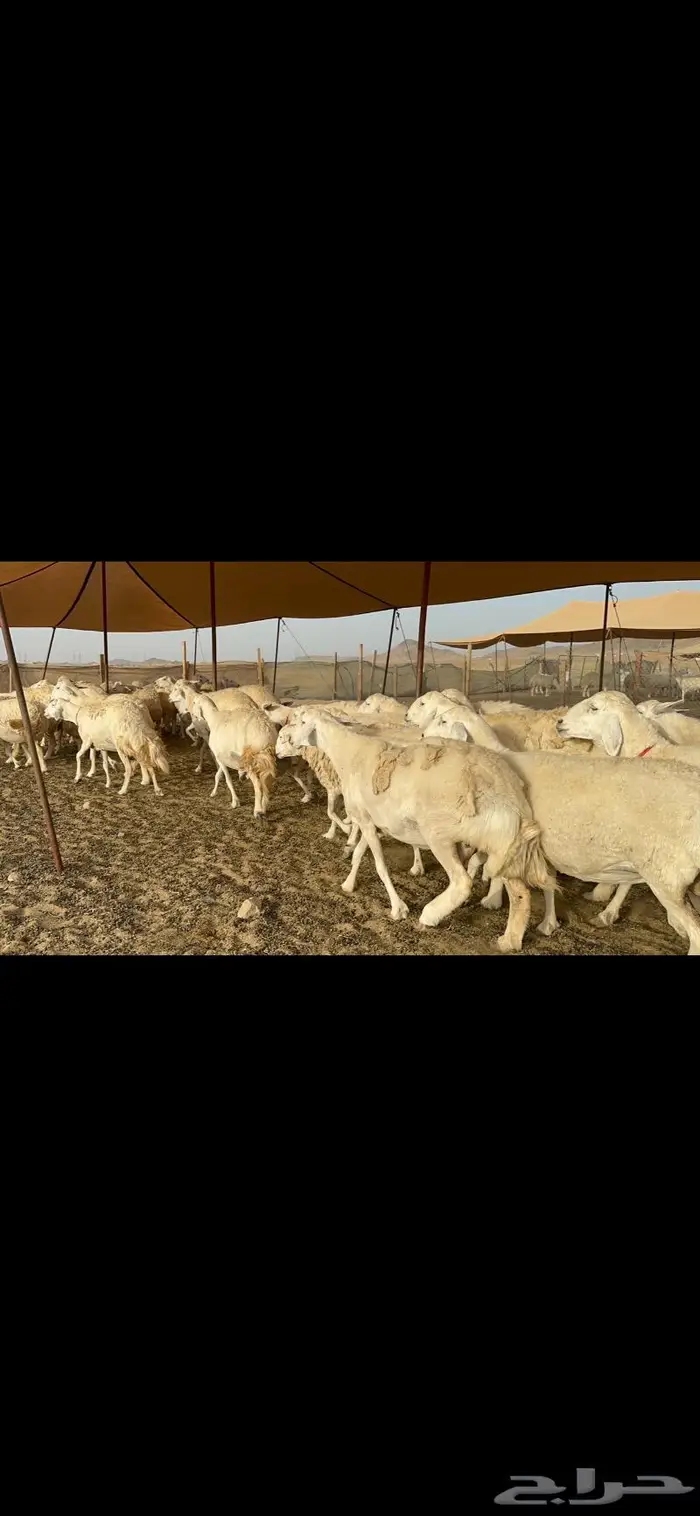غنم حرش صنف دفيع 5