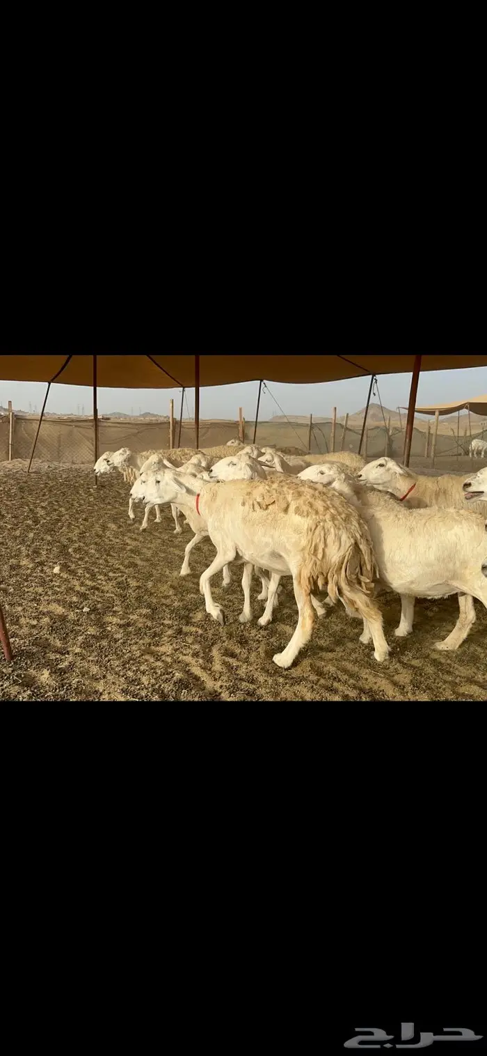 غنم حرش صنف دفيع 6