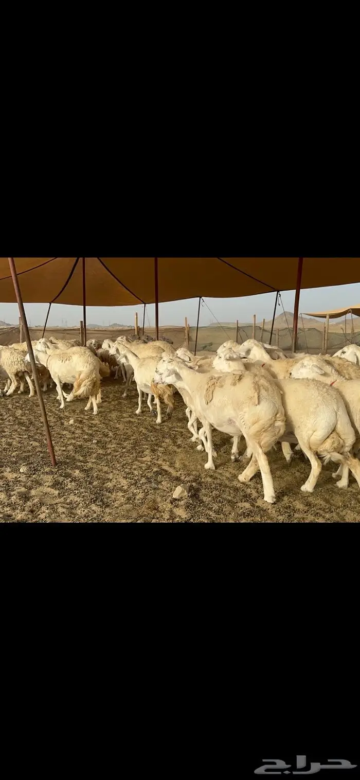 غنم حرش صنف دفيع 7