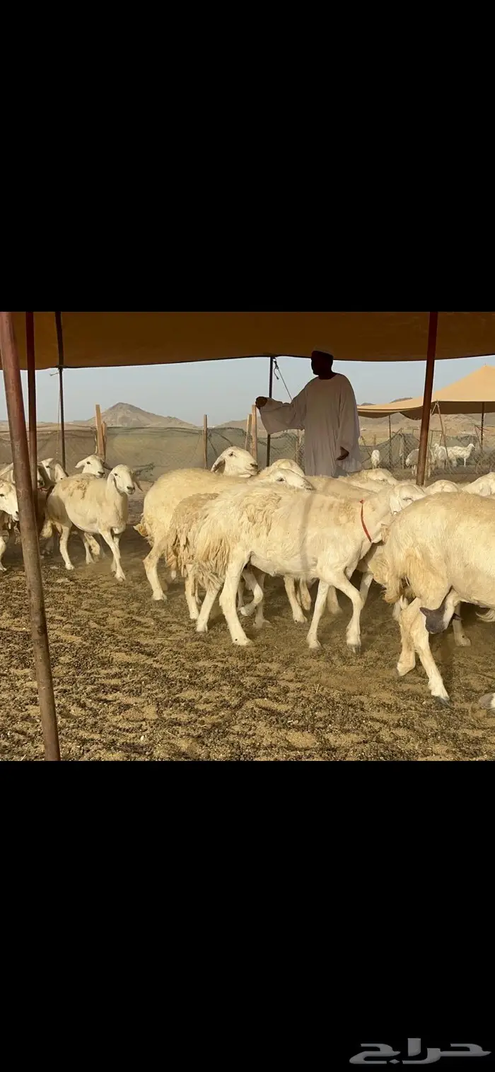 غنم حرش صنف دفيع 8