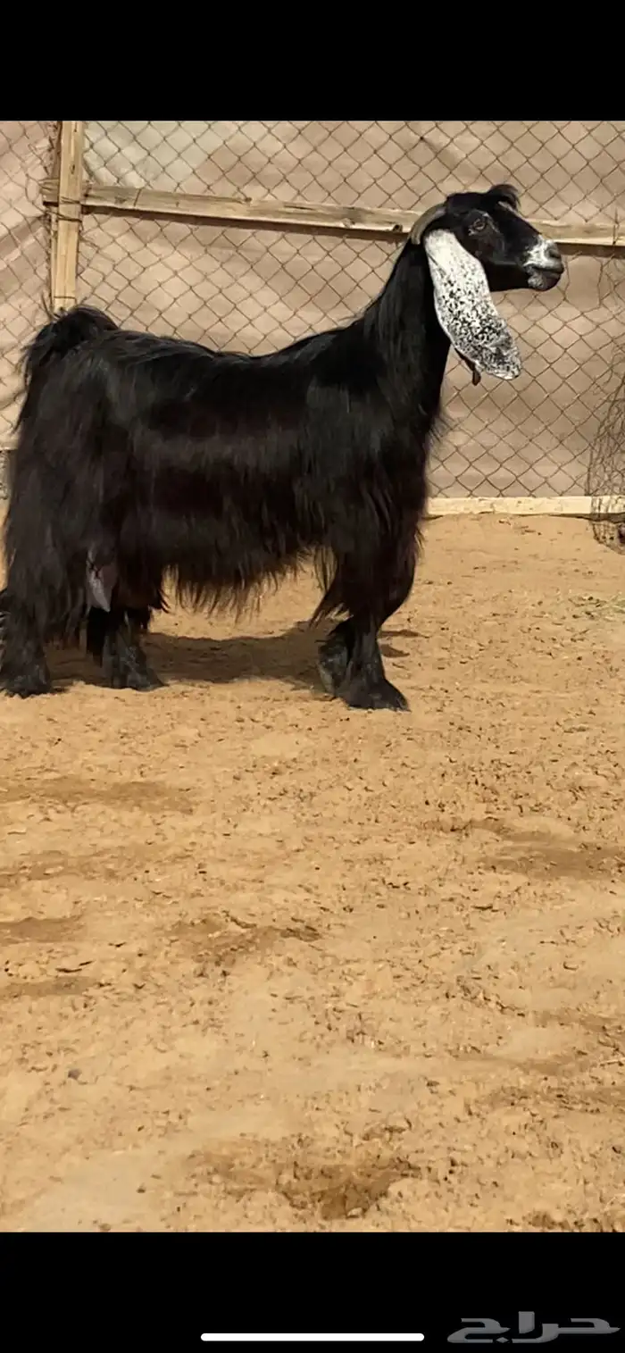 عنز حليب وافر جدا ( تم البيع ) 0