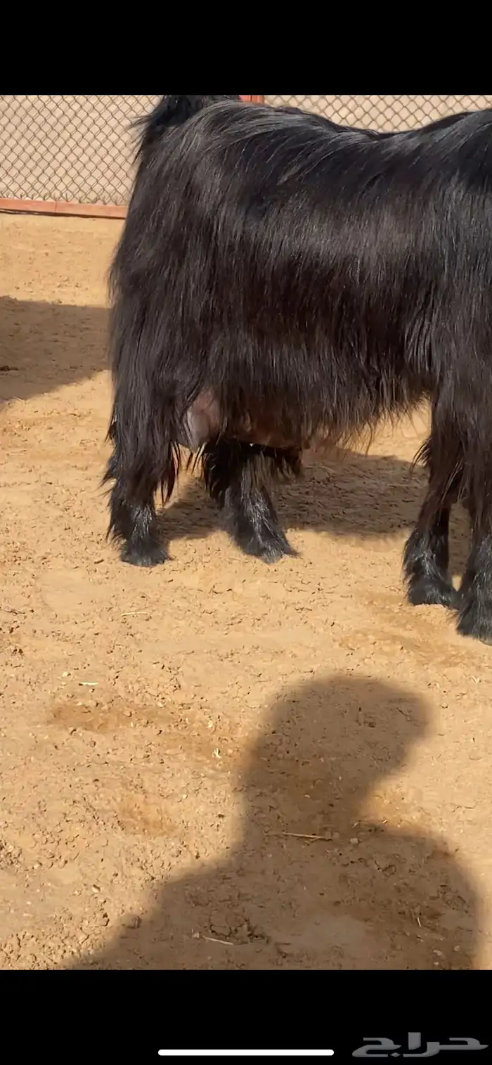 عنز حليب وافر جدا ( تم البيع ) 4
