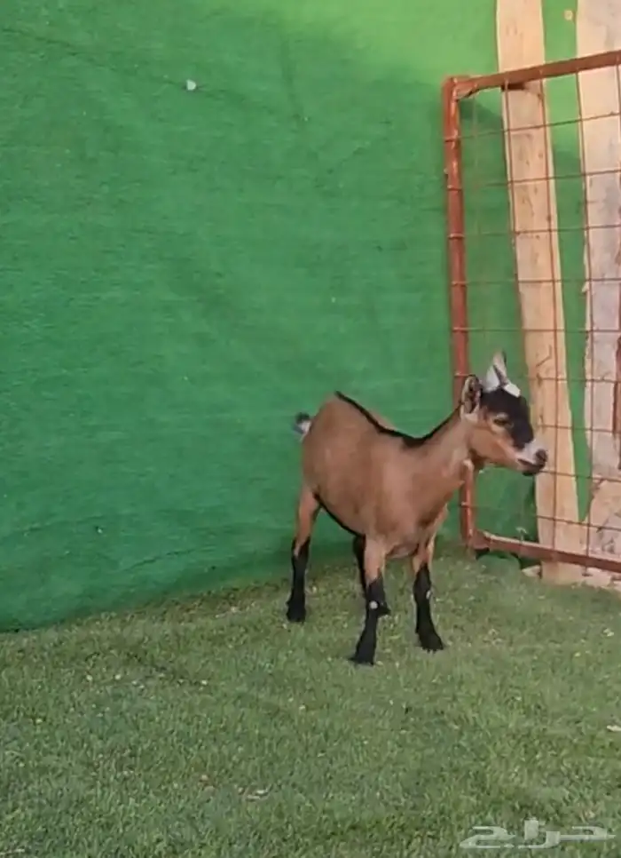 معزاء قزميه الماعز القزم ماعز قزم دفيع فواخر بدون تهيجن 2