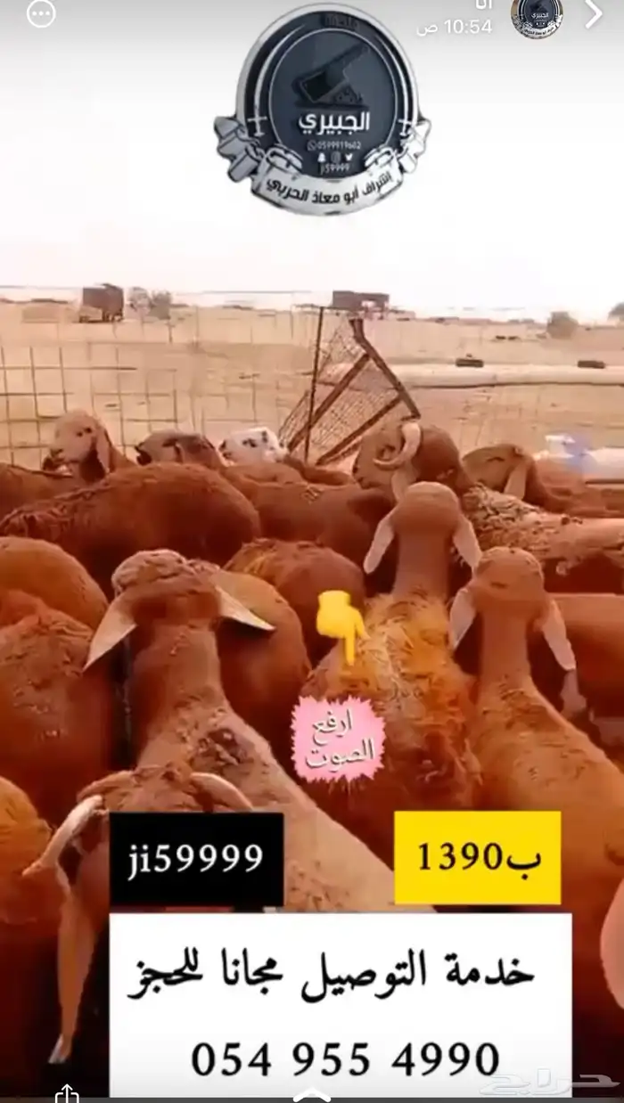 سواكنيات حمريه مرباه وحريات مراح 0