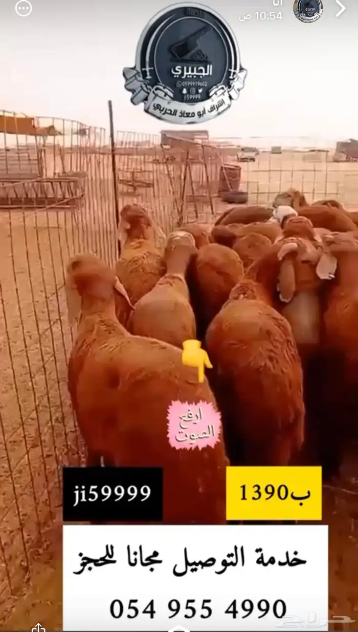 سواكنيات حمريه مرباه وحريات مراح 1