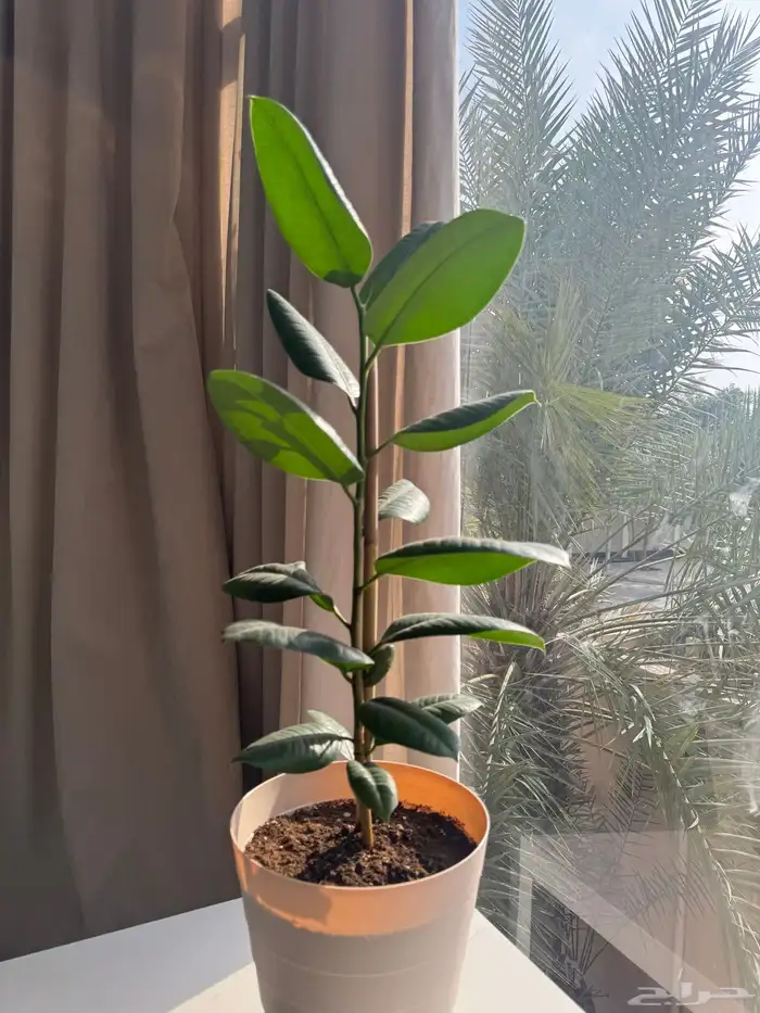 مشاتل نبراس الشرقية 8