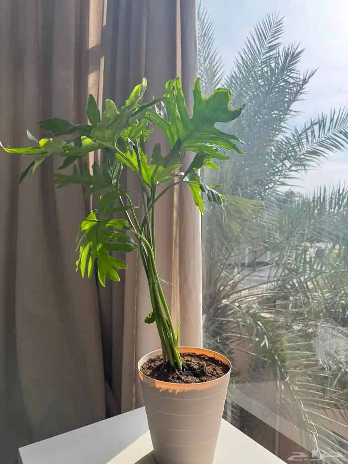 مشاتل نبراس الشرقية 15