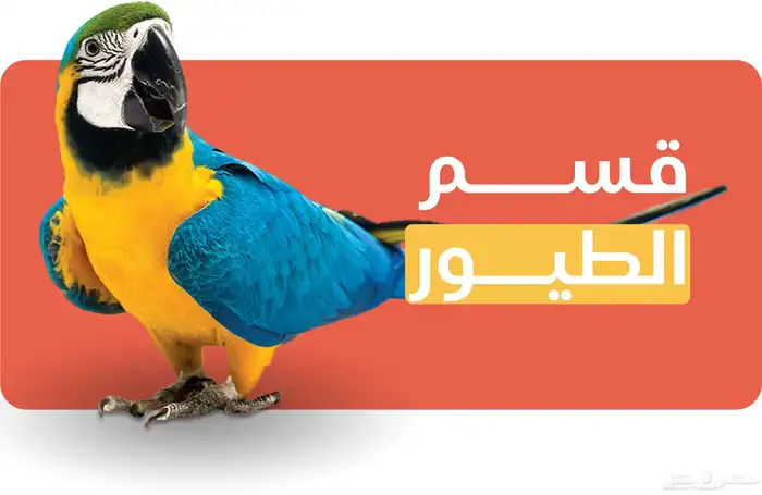 Modi Birds 0