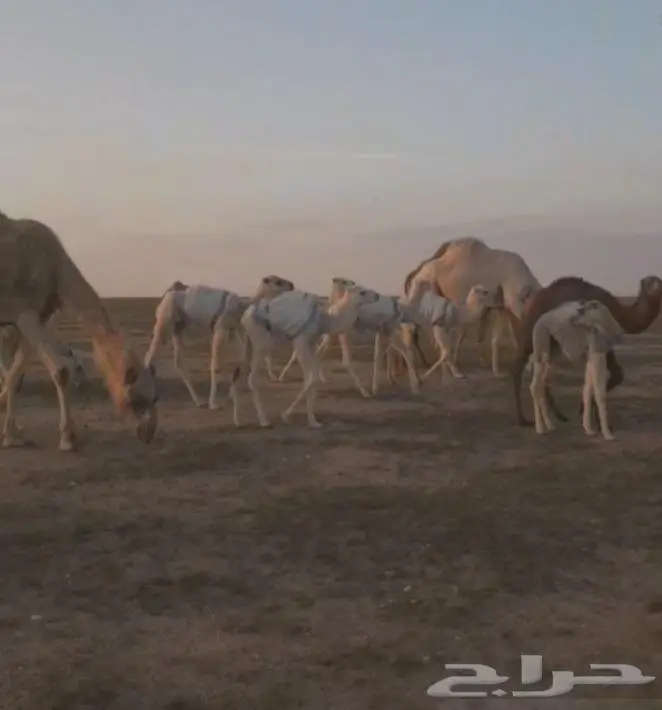 نياق للبيع مراح واحد عدد30 منها 10 لقحات 41