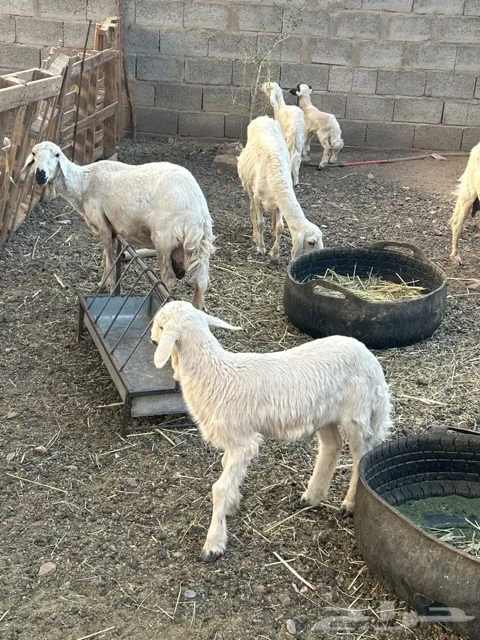 خرفان بلديه صفر نجران وتيوس بلديه دغس 24