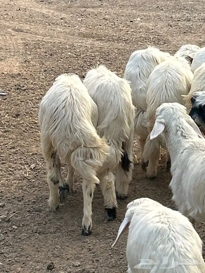 خرفان بلديه صفر نجران وتيوس بلديه دغس 23