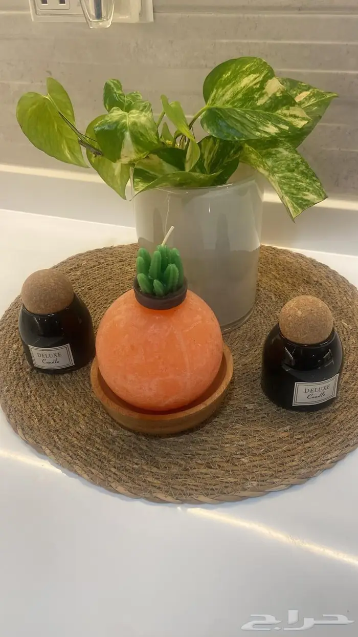 وصلتنا تشكيلة جديدة من النباتات الداخلية والخارجية 29