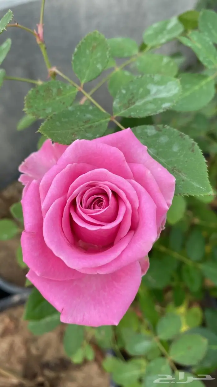 وصلتنا تشكيلة جديدة من النباتات الداخلية والخارجية 33