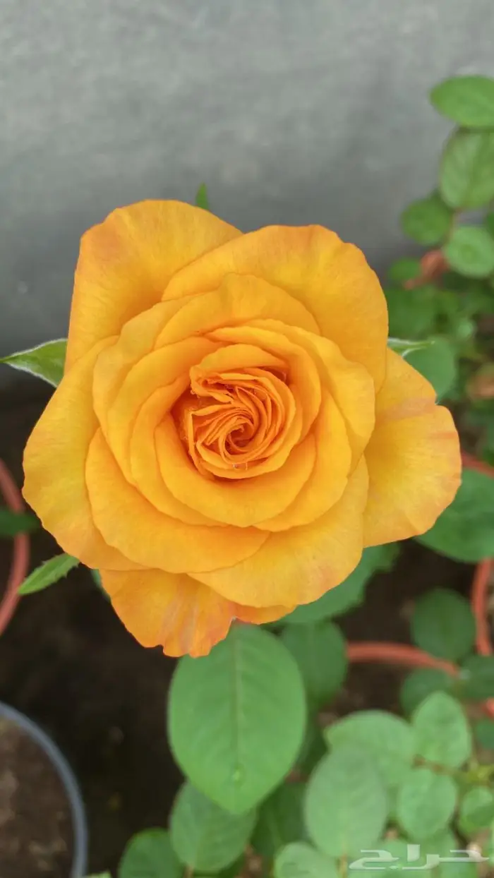 وصلتنا تشكيلة جديدة من النباتات الداخلية والخارجية 34