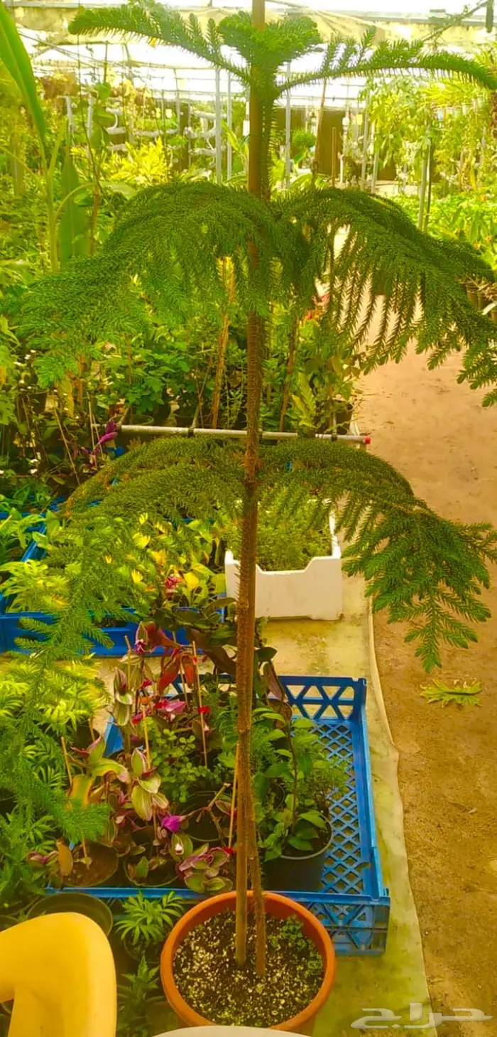 وصلتنا تشكيلة جديدة من النباتات الداخلية والخارجية 31