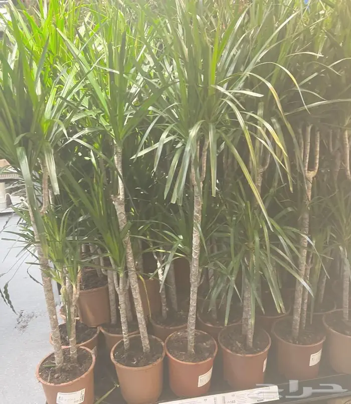 وصلتنا تشكيلة جديدة من النباتات الداخلية والخارجية 32