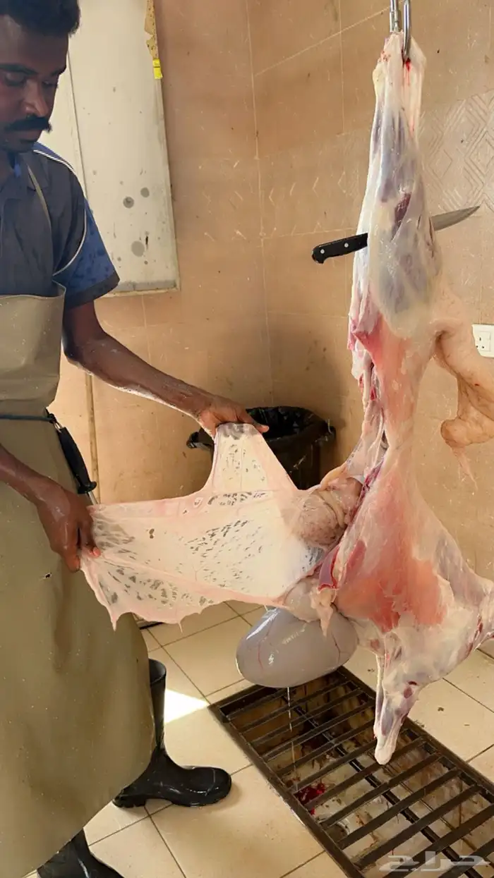 نص خروف او تيس نص او ربع على حسب الرغبة والذبح عند الاكتمال 4