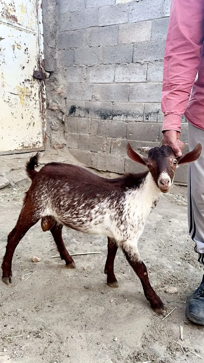 نص خروف او تيس نص او ربع على حسب الرغبة والذبح عند الاكتمال 3