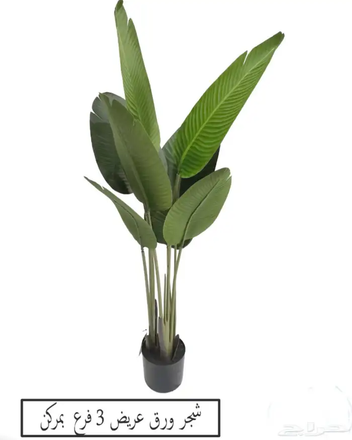 شجر موز الكبيره 5