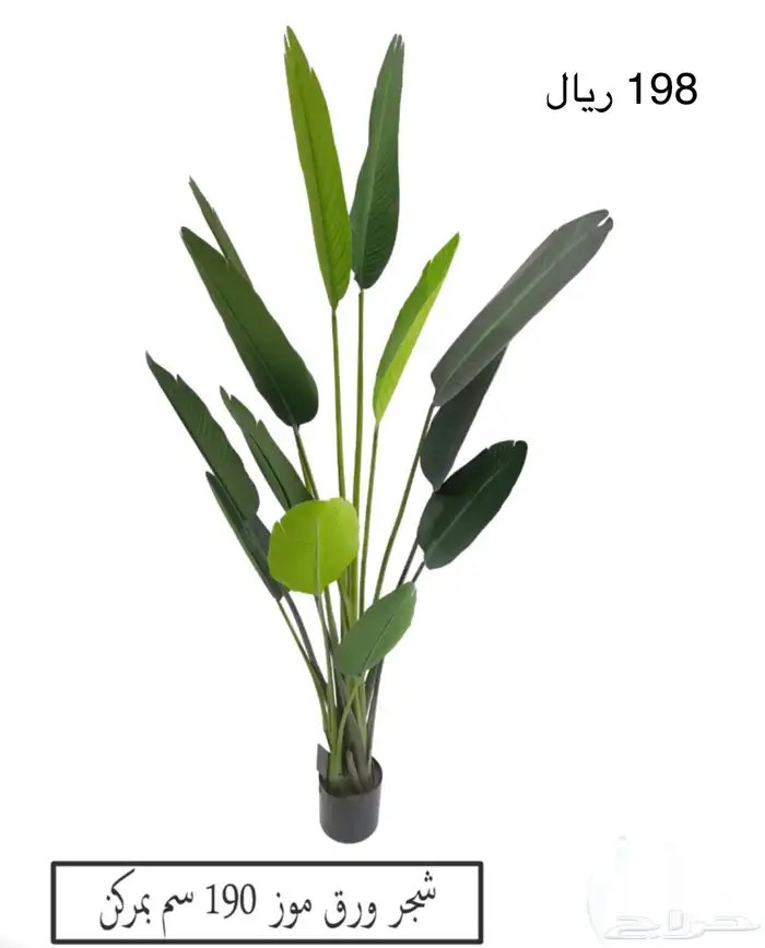 شجر موز الكبيره 0