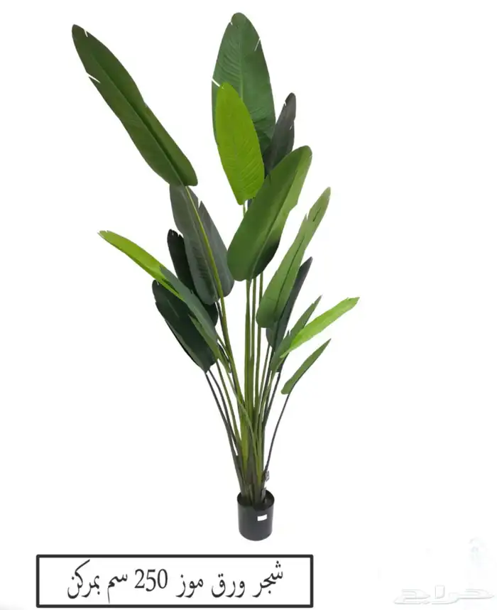 شجر موز الكبيره 7