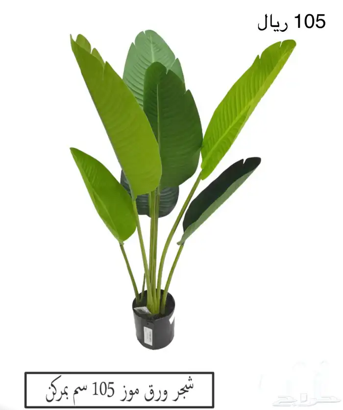 شجر موز الكبيره 4