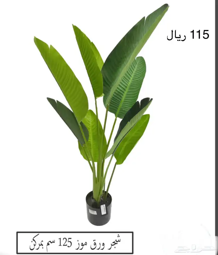 شجر موز الكبيره 3