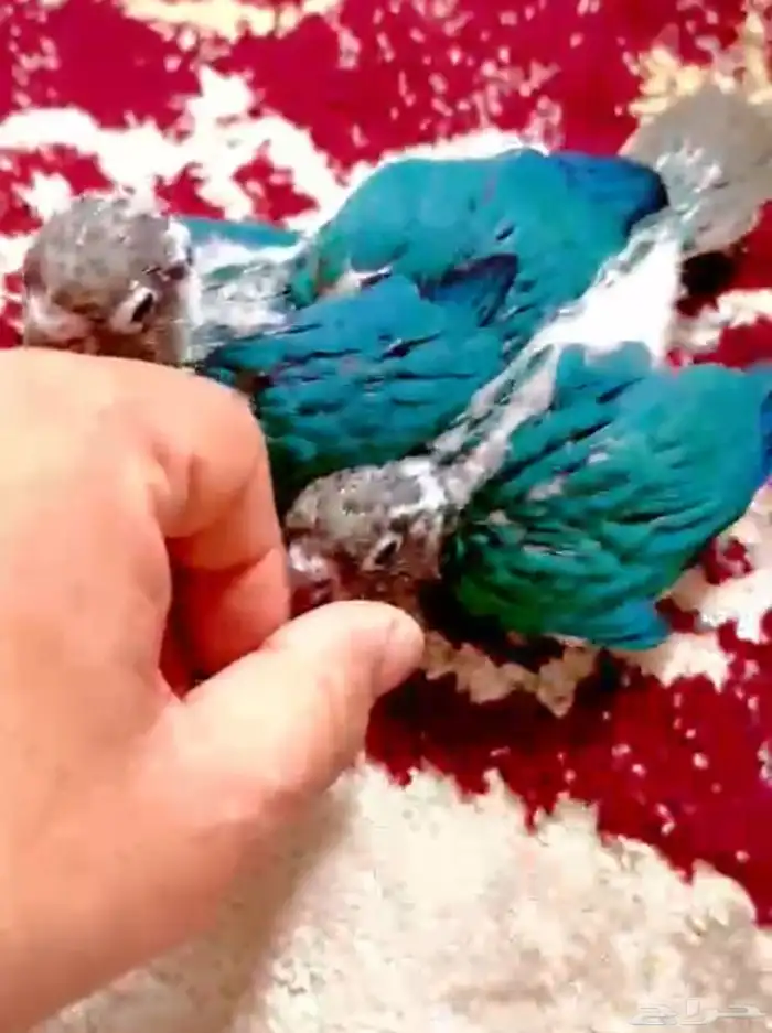 فروخ كنيور تركواز بلو غر (((تم البيع) 2