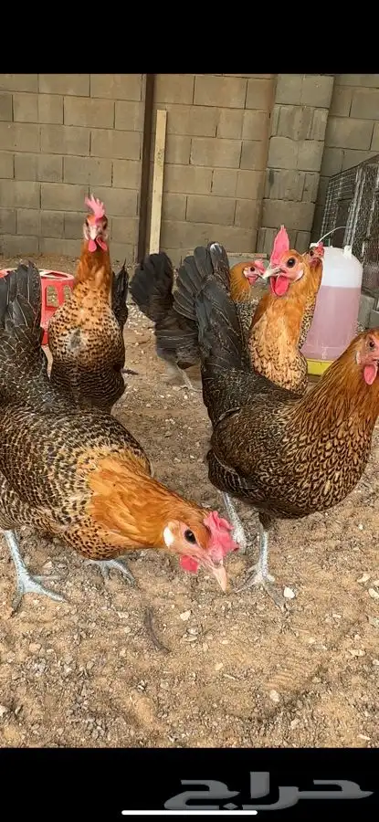 صوص فيومي اصفر 6