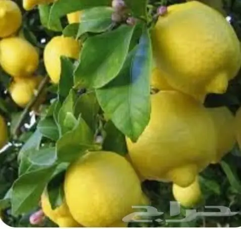 شتلات ليمون شعيري اضاليا 15ريال 1