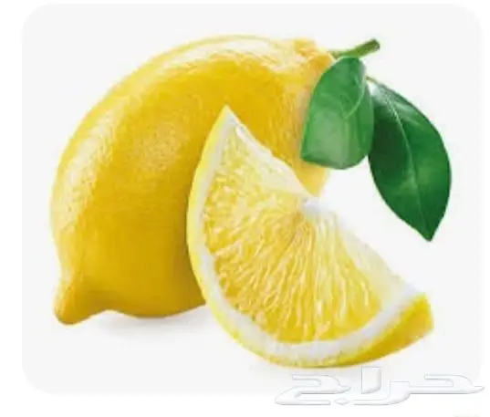 شتلات ليمون شعيري اضاليا 15ريال 0
