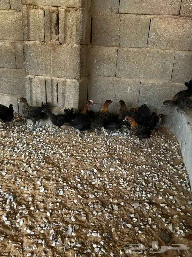 صوص فيومي اصفر 2