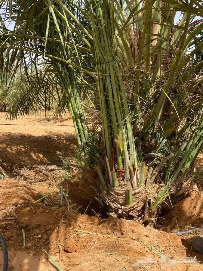 صقعي درجه اولى 0