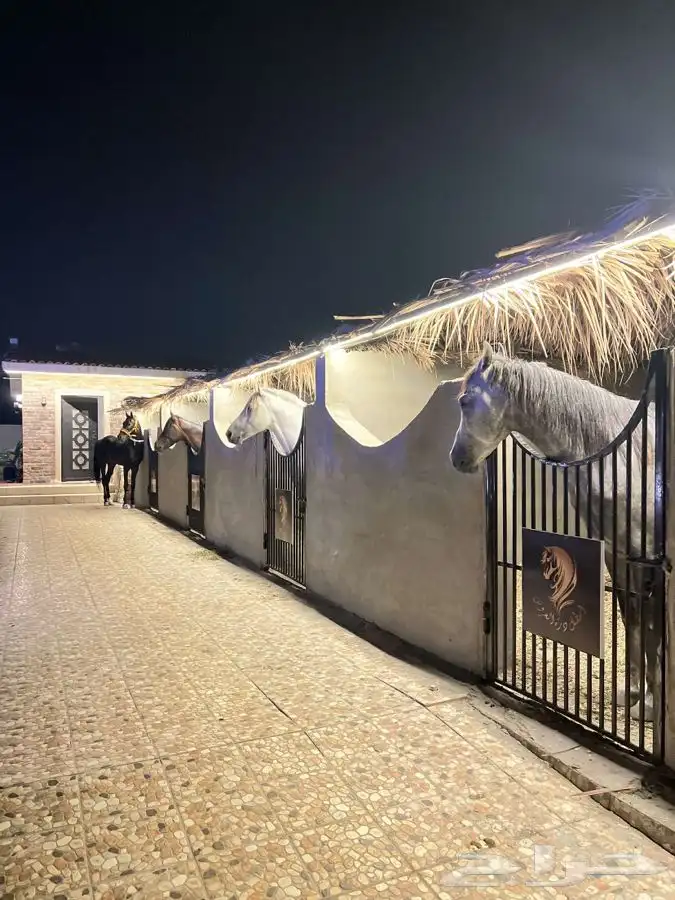 ايواء الخيل 8